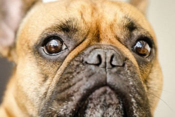 راههای تشخیص و پیشگیری سنگ مثانه در سگ + درمان سریع