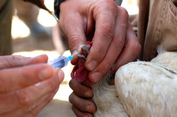 لیست واکسن های تقویتی و بیماری های ویروسی پرندگان (طیور)