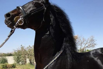 لیست نامهای اسب نر و ماده برای نژادهای اصیل ایرانی