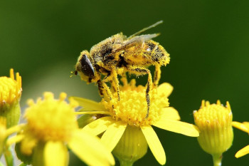 خواص باور نکردنی گرده زنبور عسل که تا کنون نمیدانستید!