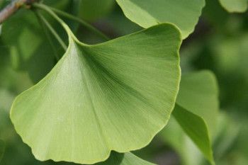 مزایای بی شمار مصرف کپسول جینکو بیلوبا