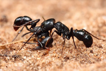 با طرز تهیه روغن مورچه در خانه آشنا شوید!