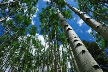 روش کاشت درخت تبریزی چگونه است؟