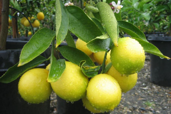 اصول کاشت و نگهداری لیمو عمانی