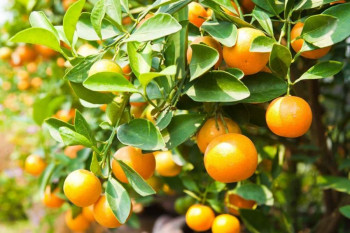 روش کاشت و تکثیر درخت نارنج