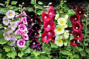راهنمای کاشت و پرورش گل ختمی