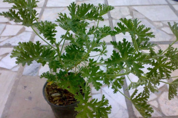آموزش کاشت و تکثیر گیاه خوشبوی عطر چای