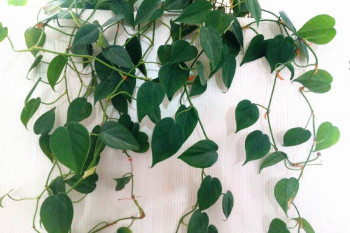 راهنمای نگهداری گیاهان بالارونده همیشه سبز