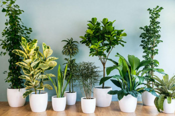 آشنایی با بهترین گیاهان آپارتمانی 