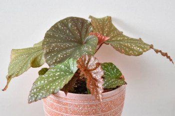 راهنمای کاشت و تکثیر بگونیا