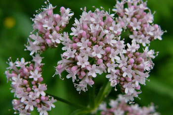 راهنمای کاشت و تکثیر سنبل الطیب