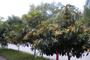اصول کاشت و تکثیر درخت ازگیل