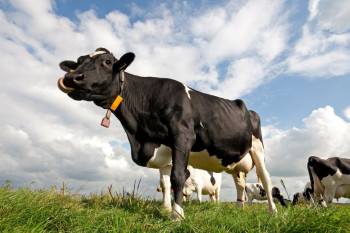 راهنمای خرید گاو شیری خوب و سالم