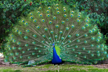 راهنمای پرورش و نگهداری طاووس
