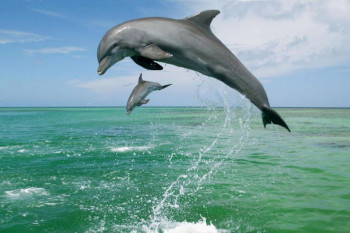 آشنایی با دلفین ها 