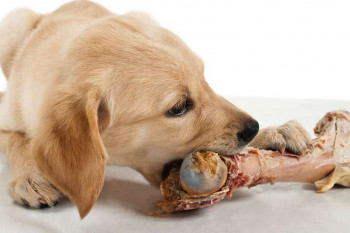 بهترین غذاها برای تغذیه سگ 