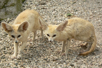 نگهداری از روباه صحرا به عنوان حیوان خانگی