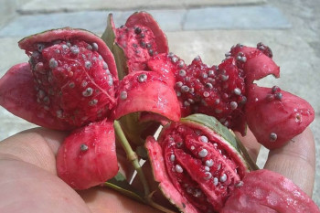 آشنایی با خواص و مضرات لگجین