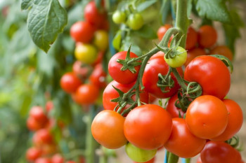 راهنمای کاشت گوجه فرنگی در خانه