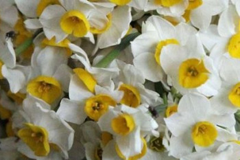 گل نرگس | گالری از انواع عکس گل نرگس زیبا و جدید (2)
