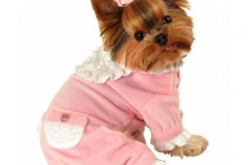 مدل لباس سگ خانگی