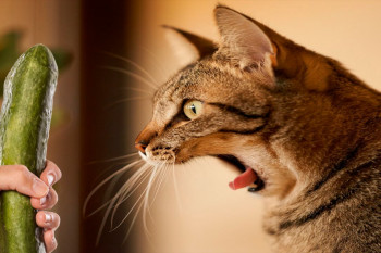 چرا گربه از خیار میترسه + ویدیو ترس گربه ها