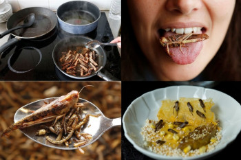 ۱۲ غذا از چندش آورترین غذاهای دنیا
