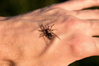 ۱۰ راهکار خانگی و تاثیر گذار برای درمان نیش عنکبوت