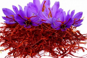 آیا زعفران باعث سقط جنین می شود ؟