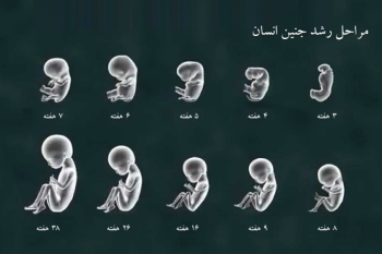 مراحل تکامل جنین از لقاح تا رشد در رحم مادر