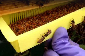 گرده گل و بارداری : درمان قطعی نازایی با گرده زنبور عسل