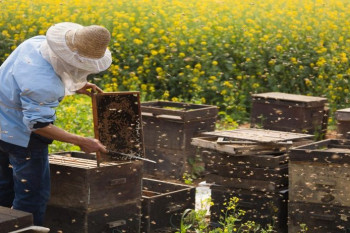 زنبورداری : آشنایی کامل با شغل و درآمد زنبور داری