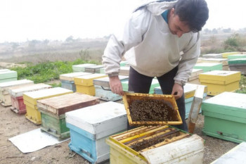 آموزش عملی زنبورداری : پرورش زنبور عسل برای مبتدیان
