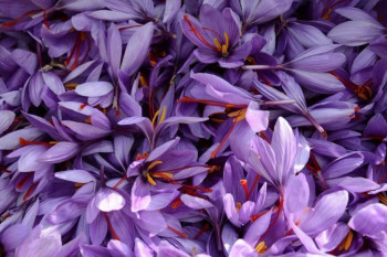 ۱۲ خاصیت اثبات شده دارویی و درمانی گلبرگ زعفران