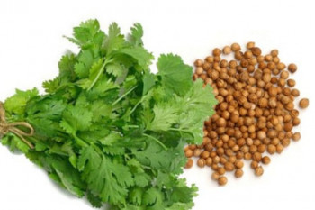خواص شگفت انگیز گشنیز برای کنترل قند خون