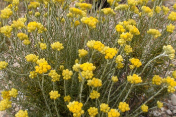 گل بی مرگ (Helichrysum) : ۶ خاصیت معجزه آسای این گیاه سنتی