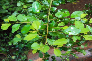 ۱۷ خاصیت اثبات شده بلسان و روغن این گیاه در طب سنتی