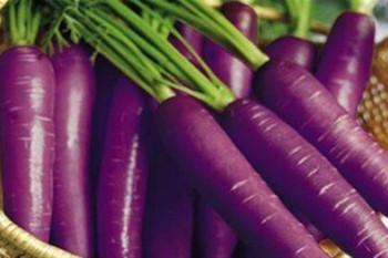 هویج بنفش : بررسی تمامی خواص شگفت انگیز این نوع هویج
