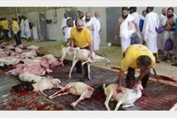 آیا ممنوعیت قربانی کردن گوسفند در عربستان صحت دارد؟
