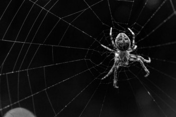 عنکبوت در خواب: ۲۵ نشانه و تعبیر خواب عنکبوت