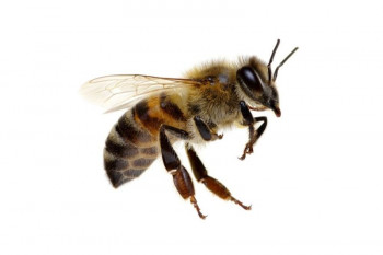 تعبیر خواب زنبور : دیدن زنبور در خواب نشانه چیست ؟