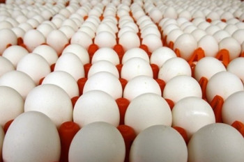 توزیع تخم مرغ وارداتی با قیمت ۱۳ هزار و ۸۰۰ تومان در هفته جاری