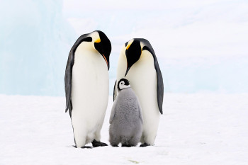 تعبیر خواب پنگوئن : دیدن پنگوئن در خواب نشانه چیست ؟