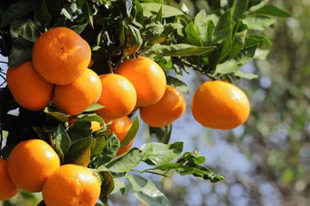 درخت نارنگی و روشهای نگهداری تکثیر