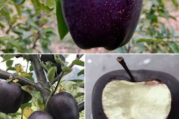 سیاه ترین میوه دنیا رو تا حالا دیدین ؟