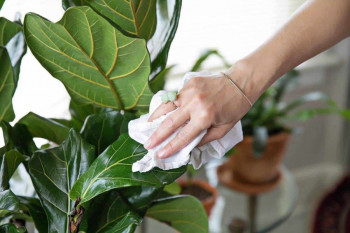 روش های جالب برای براق و تمیز کردن برگ گیاهان آپارتمانی