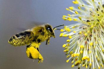 آشنایی با ملکه زنبور عسل : از تولد تا مرگ