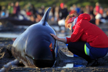 آشنایی کامل با دنیای نهنگ ها : چرا نهنگ ها خودکشی می کنند ؟