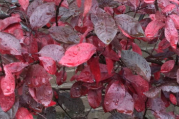 شعر چهار فصل از مهدی سهیلی