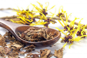 فندق افسونگر و خواص و کاربرد آن در طب سنتی